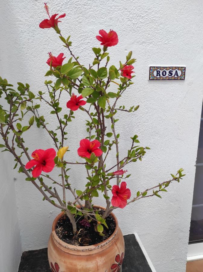 Appartamento Rosa Eden La Asomada  Esterno foto